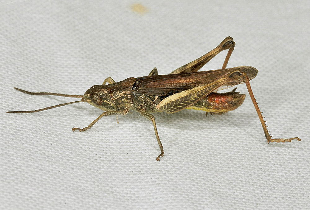 Acrididae: Chorthippus (Glyptobothrus) brunneus brunneus, maschio